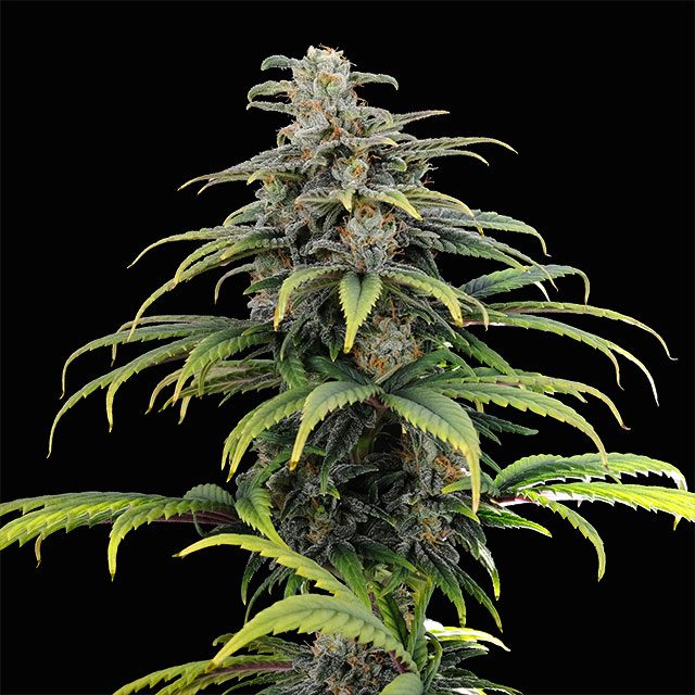 CBG Auto von Kannabia Seed Company