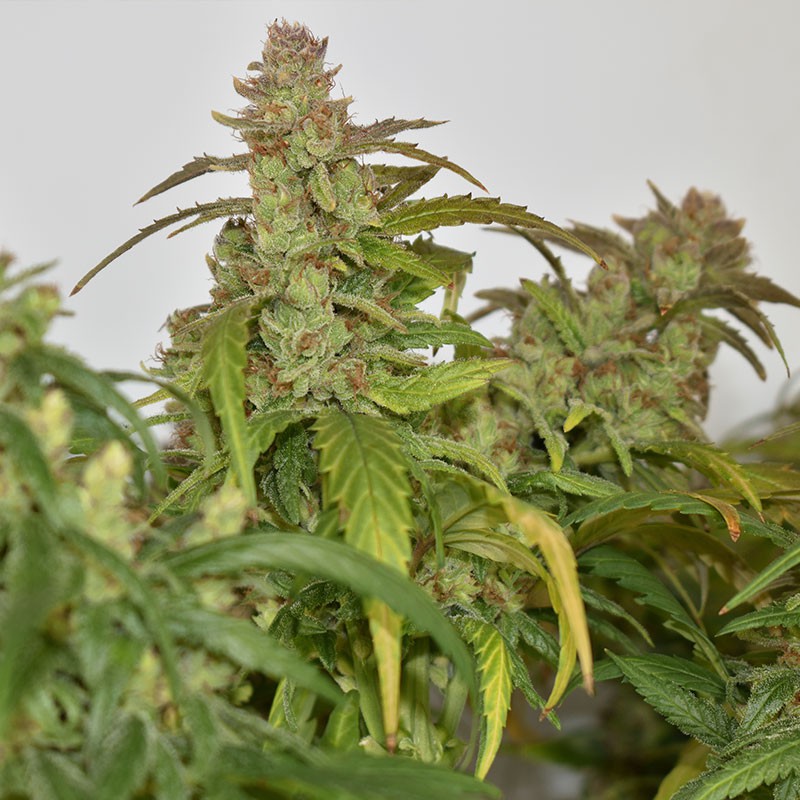 CBG-Force von Dutch Passion