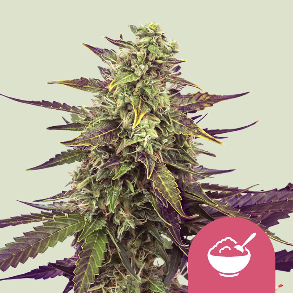 Cereal Milk von Royal Queen Seeds