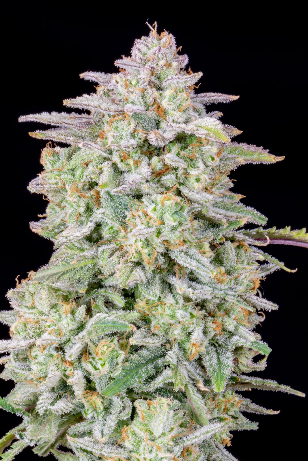 Forbidden Runtz Auto von Fast Buds
