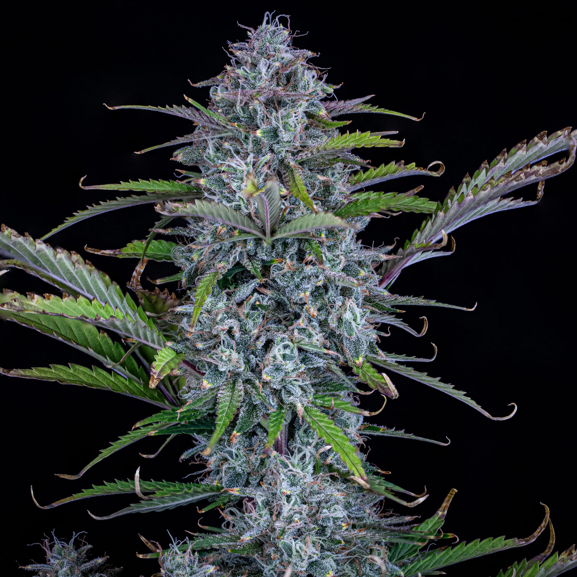 chemdogging 3+2er – mephisto genetics (autoflower samen)