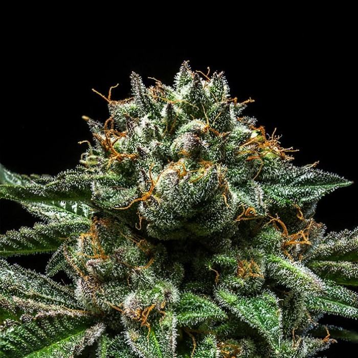 ChemPie von Ripper Seeds
