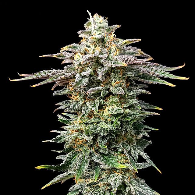 Cherry Dream von Kannabia Seed Company
