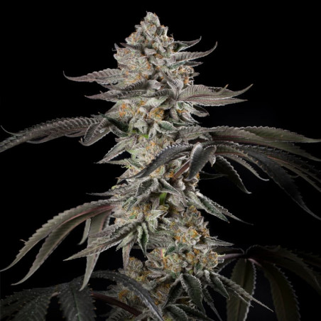 Cherry Essence 10er Silent Seeds