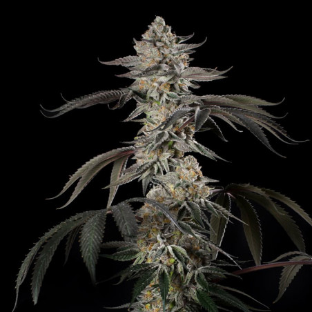 Cherry Essence 10er Silent Seeds