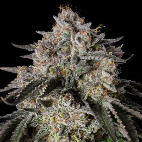Cherry Essence 10er Silent Seeds