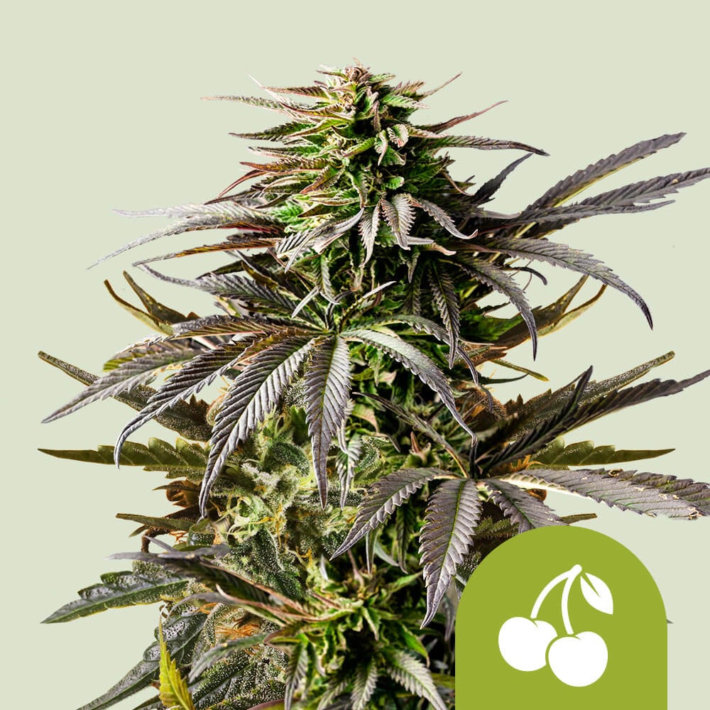 Cherry Pie Auto von Royal Queen Seeds