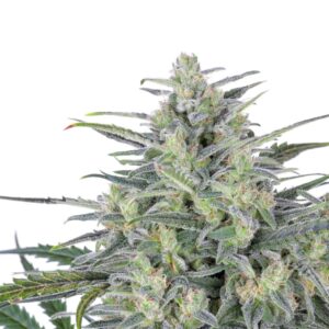 Critical Lights von Expert Seeds