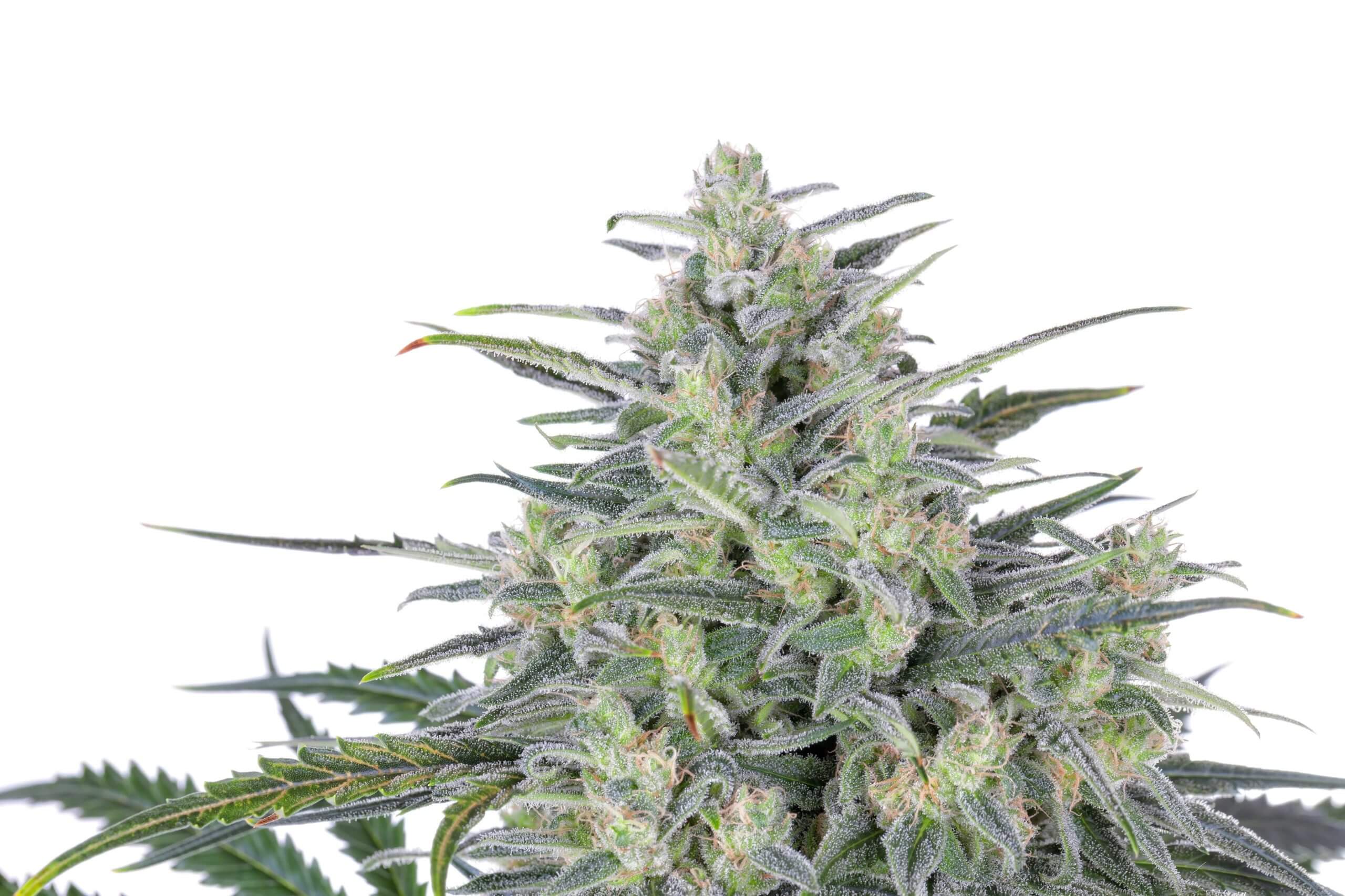 Critical Lights von Expert Seeds