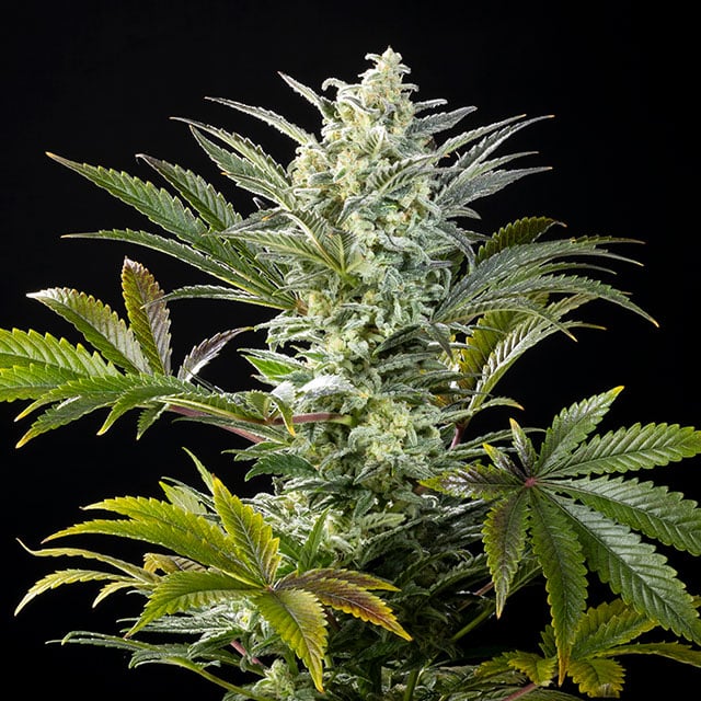 Clementine Slush Bioboost von Kannabia Seed Company