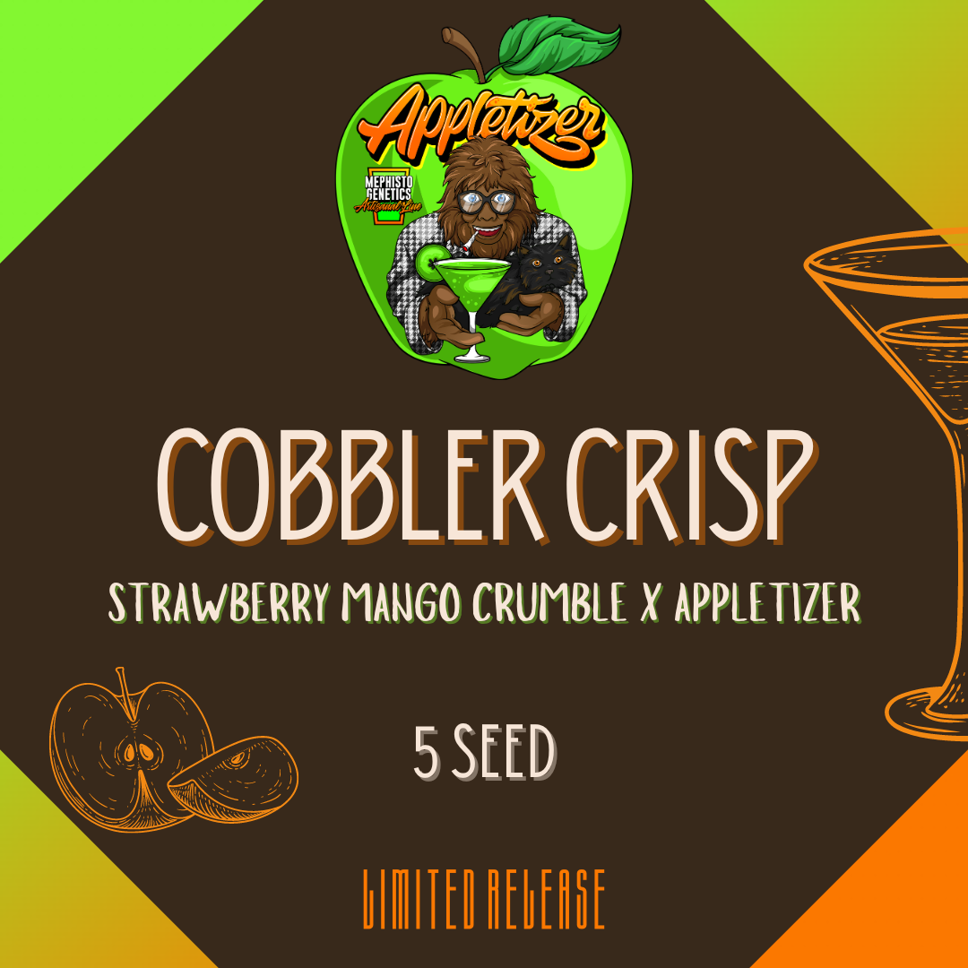 cobbler crisp 5er – mephisto genetics (autoflower samen)