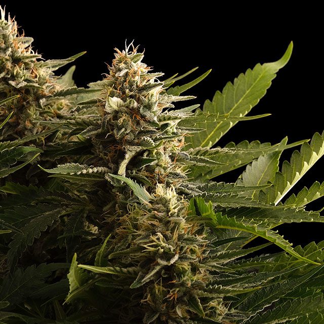 Colombian Jack von Kannabia Seed Company