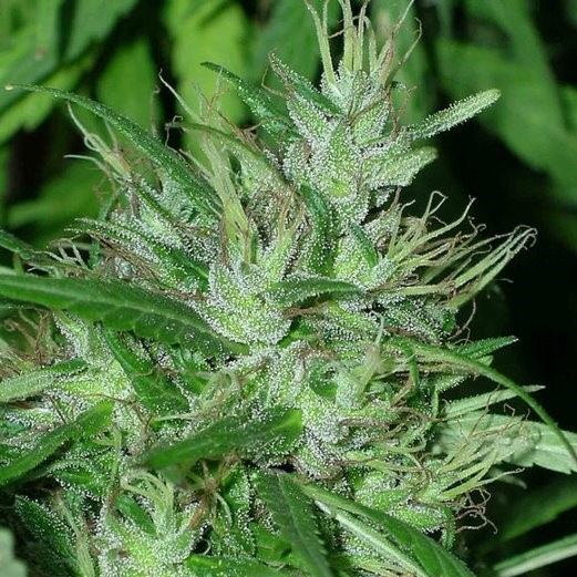 Congo von ACE Seeds