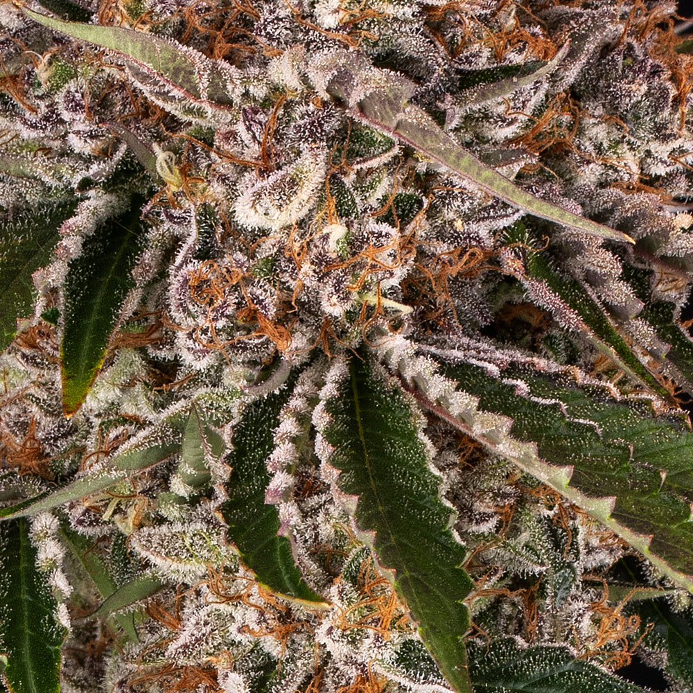 Cookie Casket Barney’s Farm