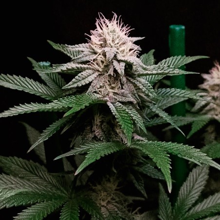 Cookielato 10er Silent Seeds