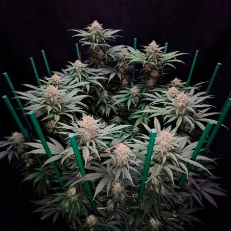 Cookielato 10er Silent Seeds