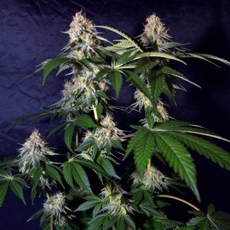 Cookielato 10er Silent Seeds