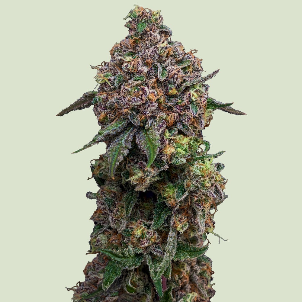 Cosmic Cheddar F1 von Royal Queen Seeds