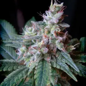 Cream Caramel von Sweet Seeds
