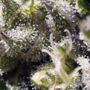 Cream Caramel Auto von Sweet Seeds