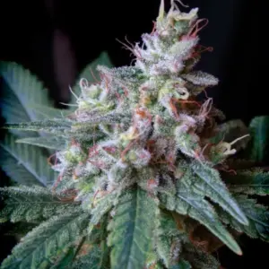 Cream Caramel F1 Fast Version von Sweet Seeds