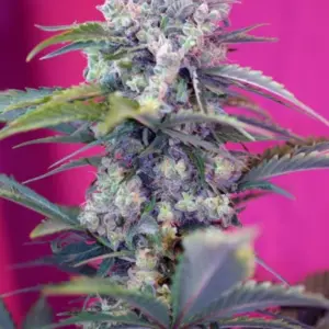 Cream Mandarine Auto von Sweet Seeds