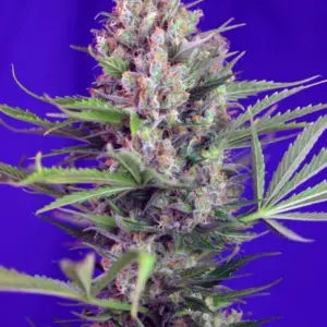 Cream Mandarine F1 Fast Version von Sweet Seeds