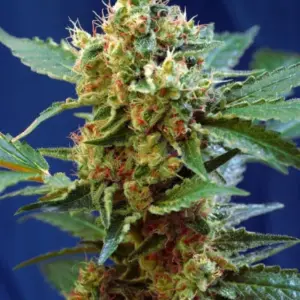 Cream Mandarine XL Auto von Sweet Seeds