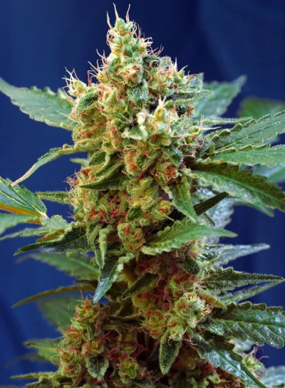 Cream Mandarine XL Auto von Sweet Seeds