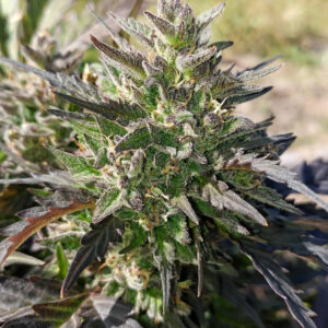 creme bubbly 3+2er – mephisto genetics (autoflower samen)