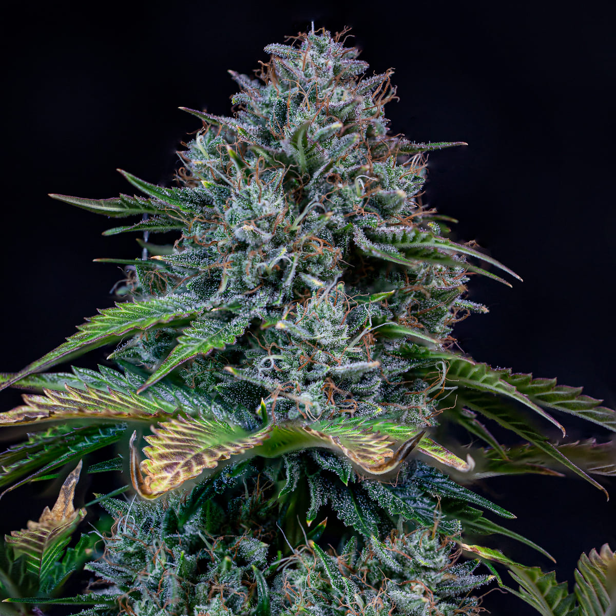 creme de la chem 3+2er – mephisto genetics (autoflower samen)