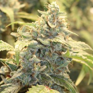 creme-tasmo 3+2er – mephisto genetics (autoflower samen)