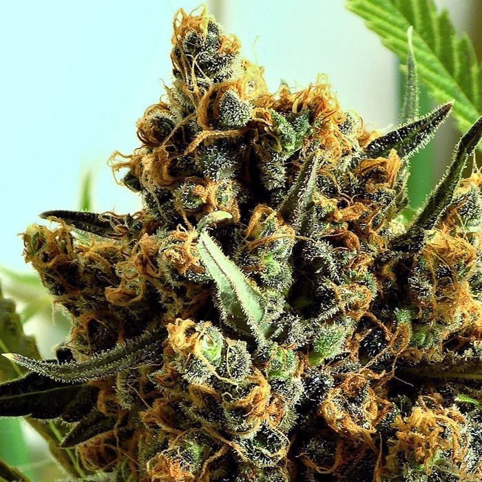Criminal+ von Ripper Seeds