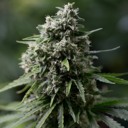 Critical + 2.0 25er Silent Seeds