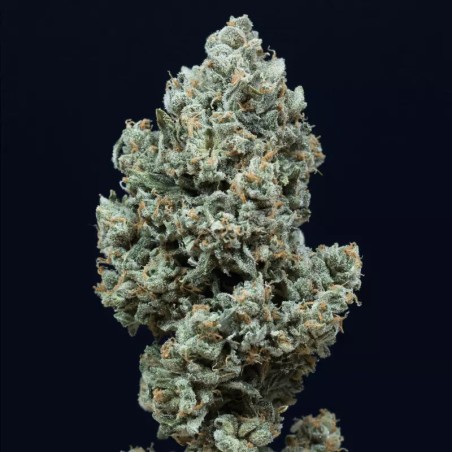 Critical + 2.0 Auto 25er Silent Seeds