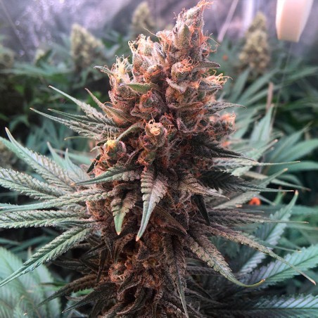 Critical Jack 10er Silent Seeds