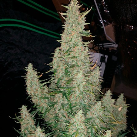 Critical Jack 10er Silent Seeds