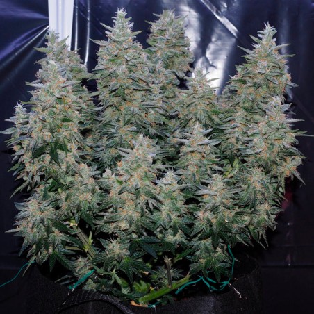 Critical Jack 10er Silent Seeds