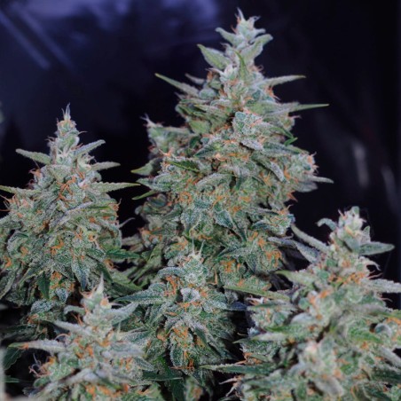 Critical Jack 10er Silent Seeds