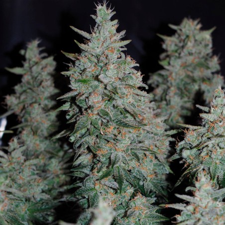 Critical Jack 10er Silent Seeds