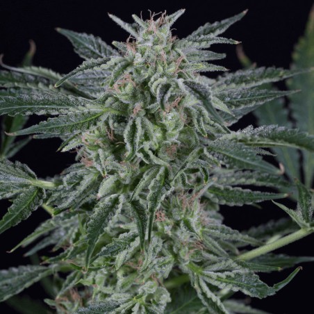 Critical Jack Auto 10er Silent Seeds