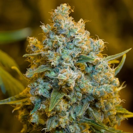 Critical Jack 10er Silent Seeds