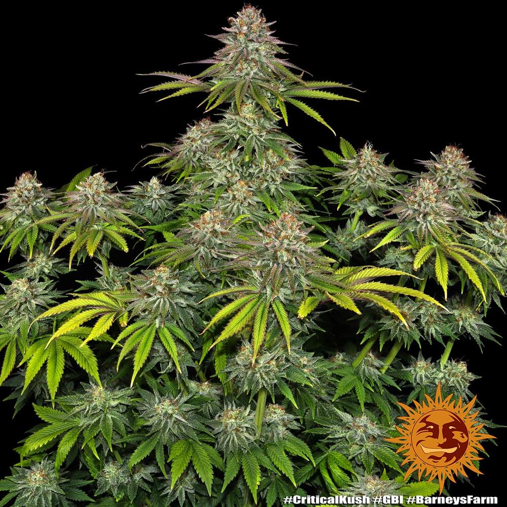 Critical Kush Barney's Farm