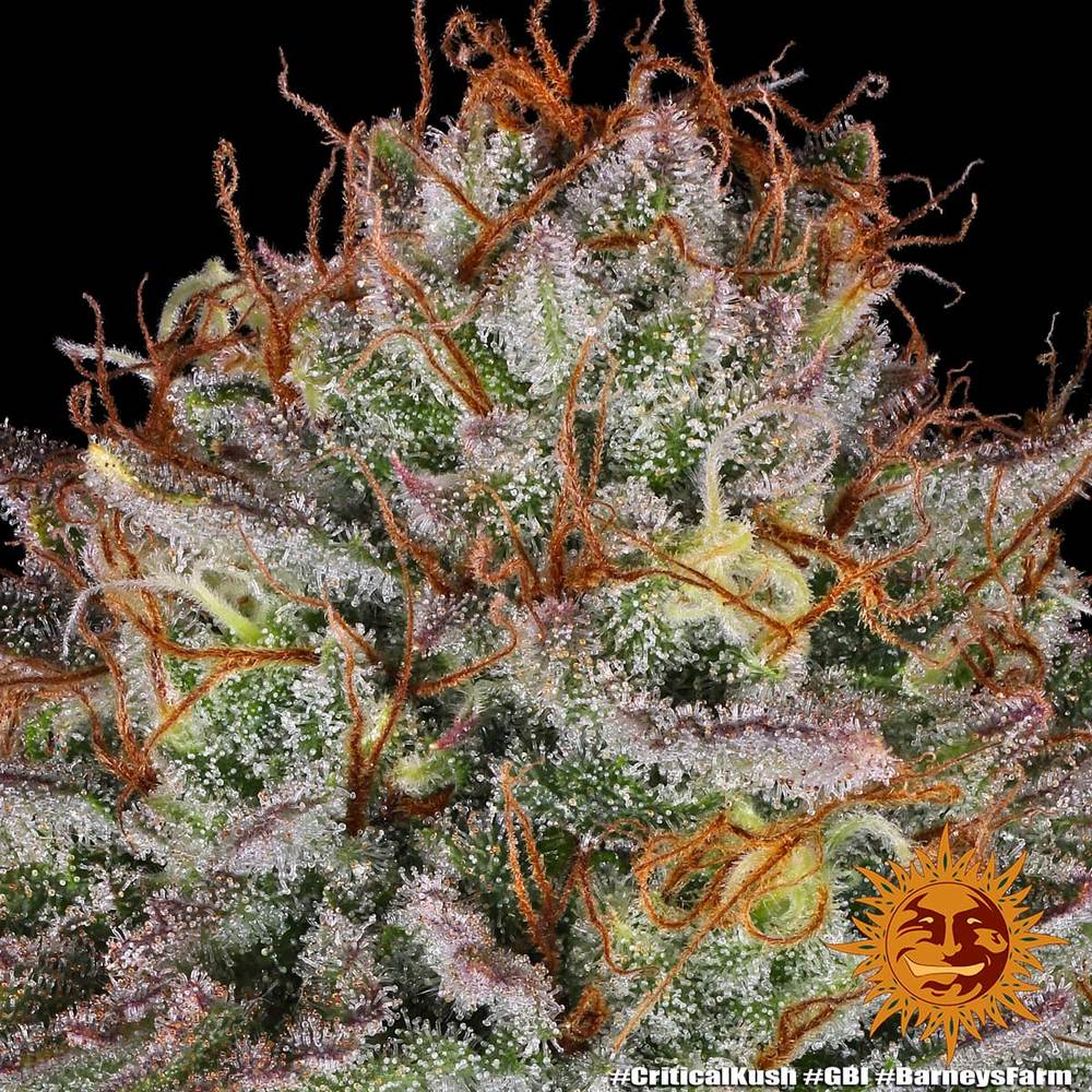 Critical Kush Barney's Farm