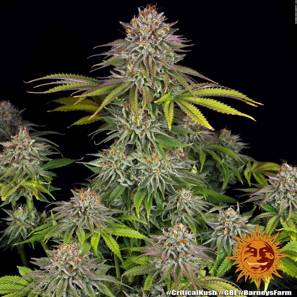 Critical Kush Barney's Farm