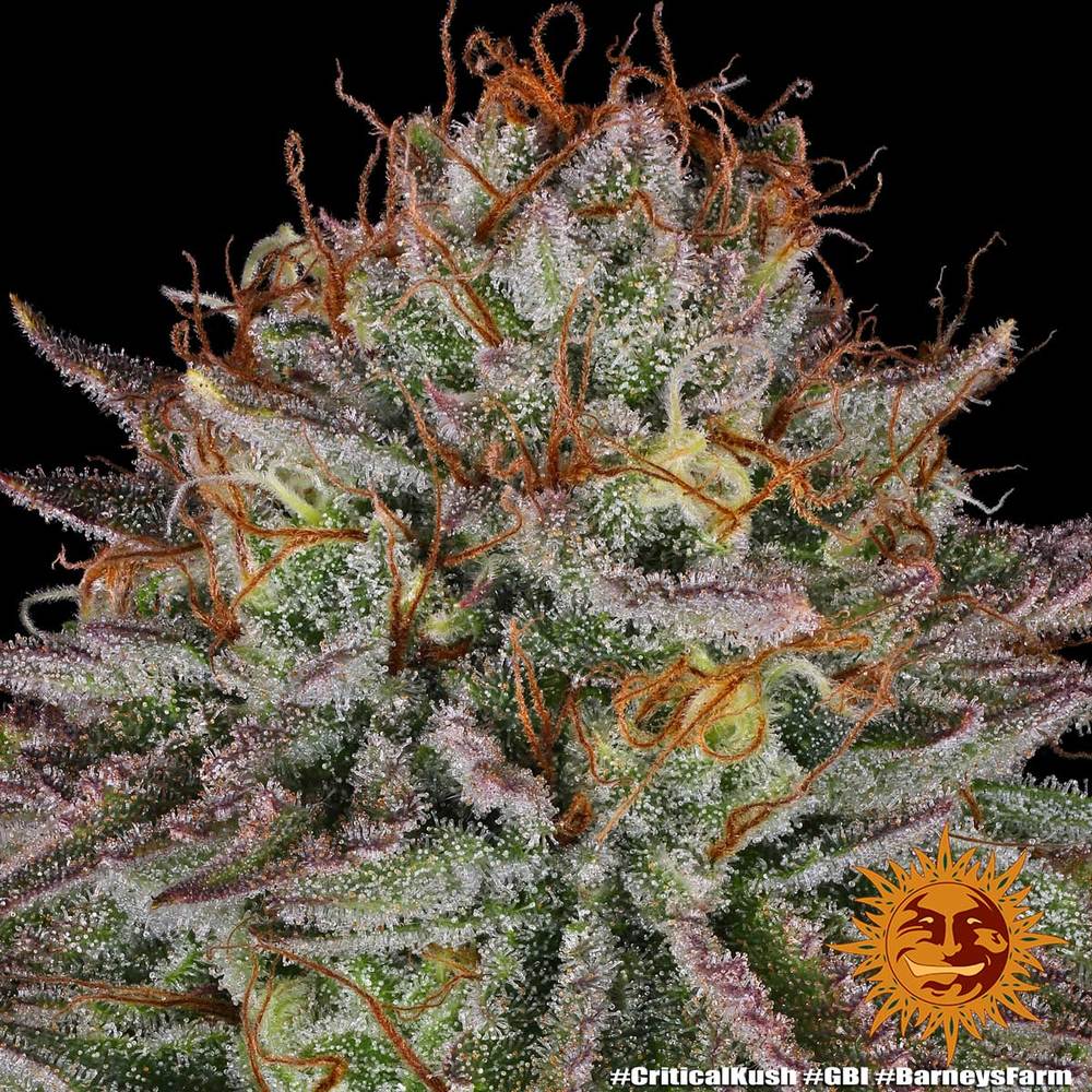 Critical Kush Barney's Farm