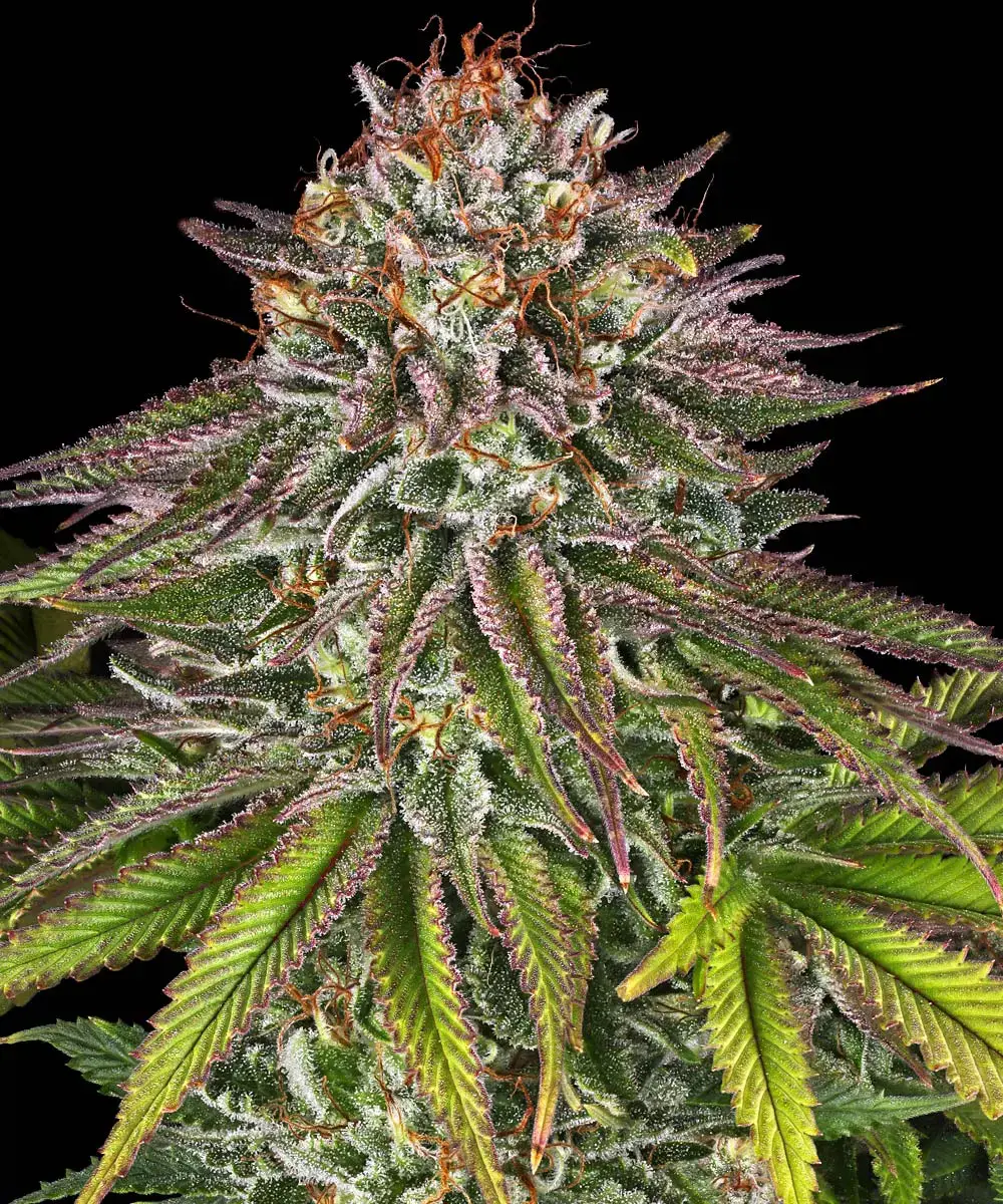 Critical Kush Barney's Farm