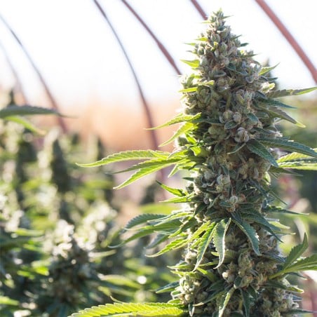Critical Mango 10er Silent Seeds