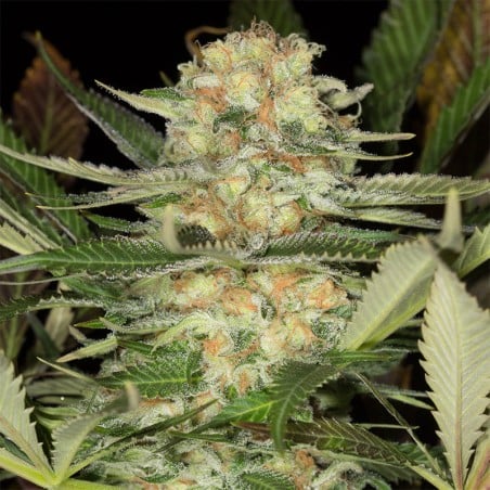 Critical Mango 10er Silent Seeds