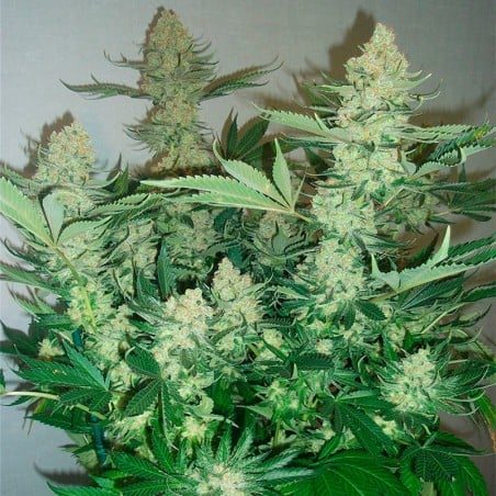 Critical Mango 10er Silent Seeds